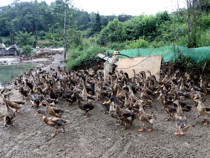鸭子们正成群结队的在基地嬉戏觅食。