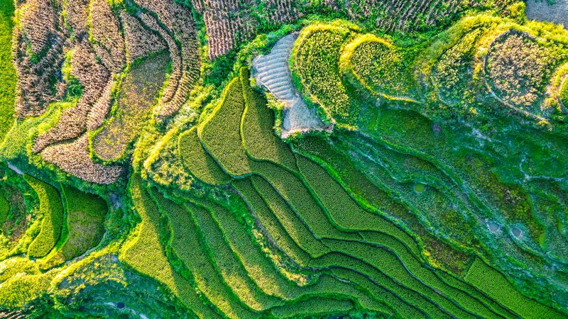 稻花飘香入画来。