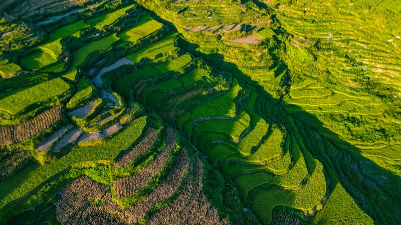 稻花飘香入画来。