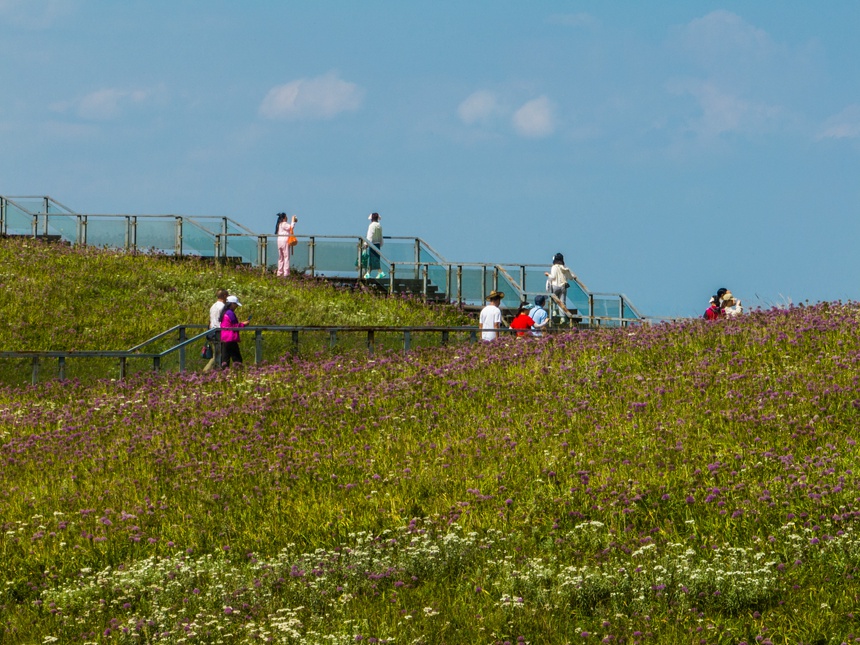 贵州省毕节市赫章县阿西里西·韭菜坪景区韭菜花海引客来。罗大富摄
