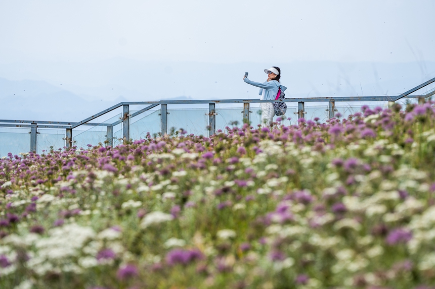 游客在贵州省毕节市赫章县阿西里西·韭菜坪景区内拍照打卡。罗大富摄