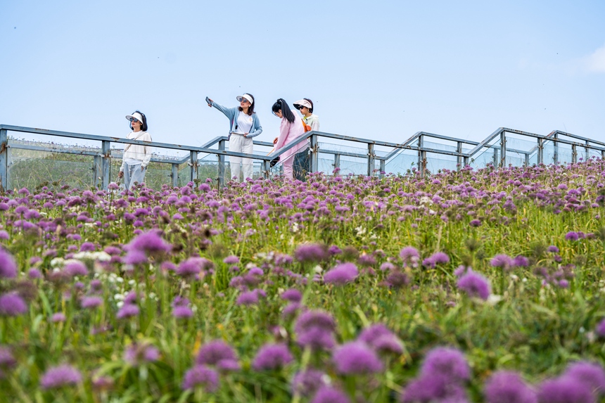 游客在贵州省毕节市赫章县阿西里西·韭菜坪景区内赏花赏景。罗大富摄 