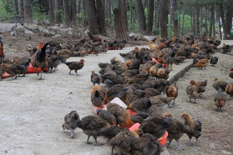 二郎鎮莫洛村林下養雞。習水縣融媒體中心供圖