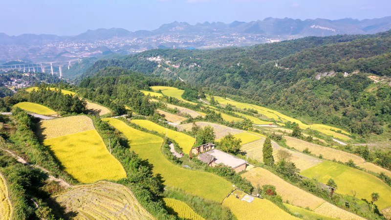 习水县马临街道沔山村层层叠叠的稻田高低错落。罗金摄