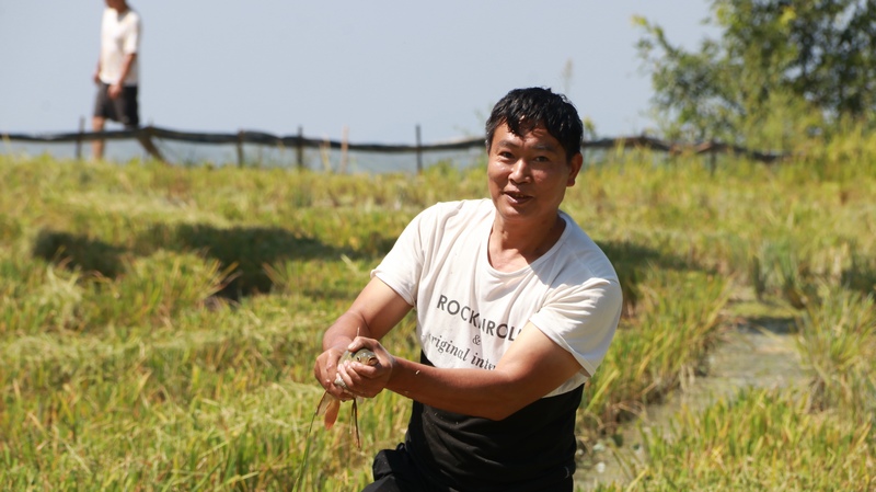 稻鱼丰收的喜悦洋溢在村民脸上。罗金摄