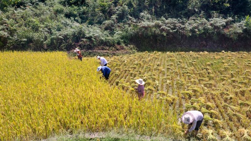 马临街道稻鱼综合种养项目示范基地。罗金摄