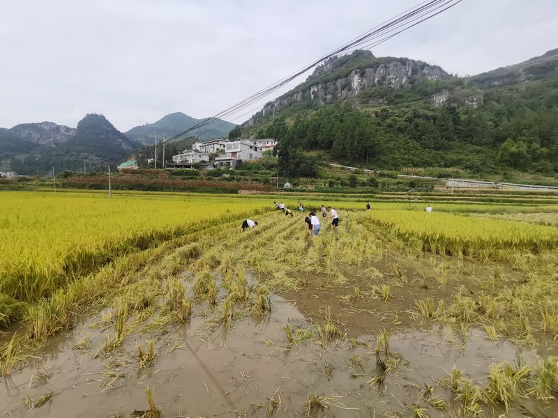 习酒镇稻田养鱼迎丰收。谢永恒摄