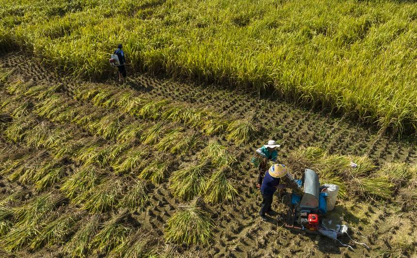 七星关区生机镇镇江社区 村民正忙着收割稻谷。