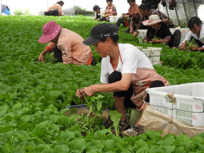 對坡鎮大堡村蔬種植基地裡工人們正在採檢蔬菜。