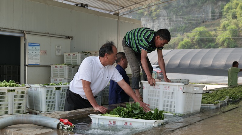 對坡鎮大堡村蔬種植基地 蔬菜過水准備裝車。