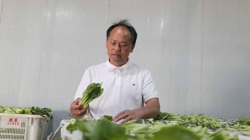 對坡鎮大堡村蔬種植基地裡 負責人周正銀正在檢查蔬菜裝框。