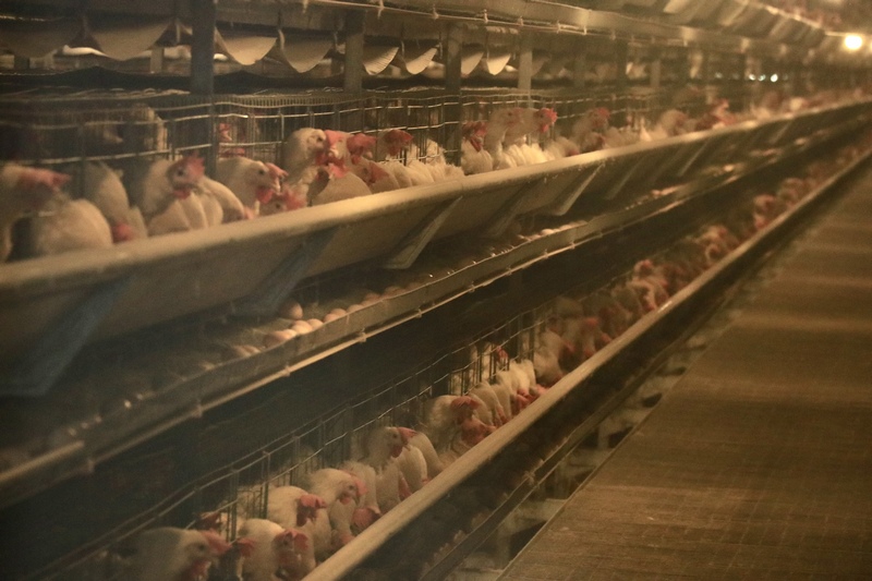 養雞房。