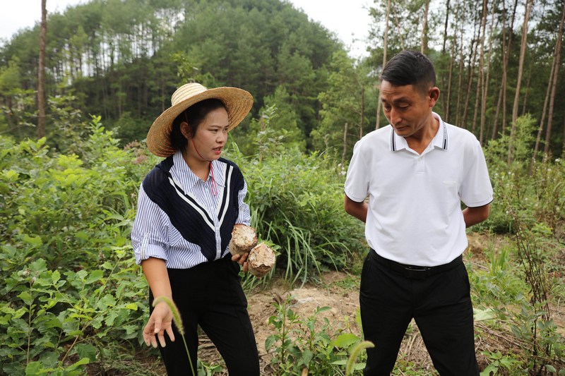 2023年9月6日，王静（左）在给贵阳来的网友现场传授茯苓种植技术。
