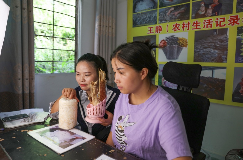 2023年9月6日，王静（左）在直播间给网友传授用玉米芯种植蘑菇的技术。