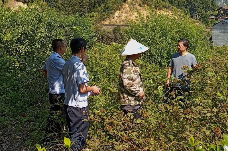 税务“蓝”谱写林下经济“绿”篇章。
