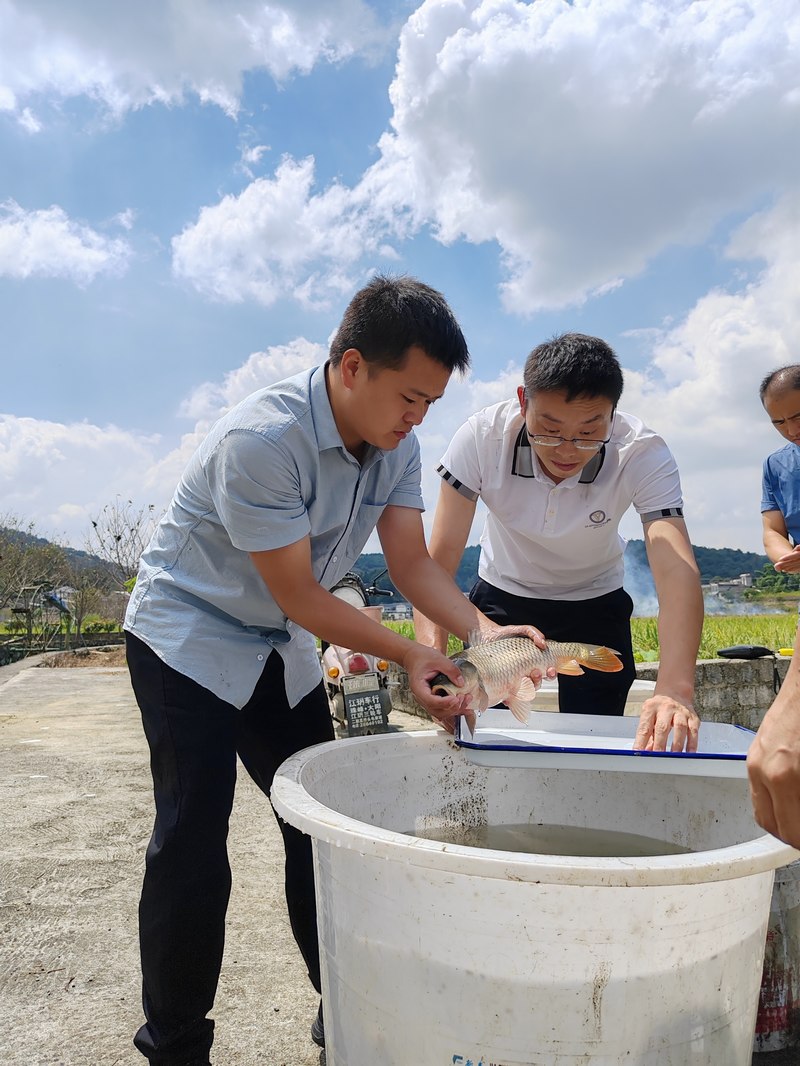 9月7日，遵義市播州區的水產專家在播州區池坪生態農業園測算稻魚收成。