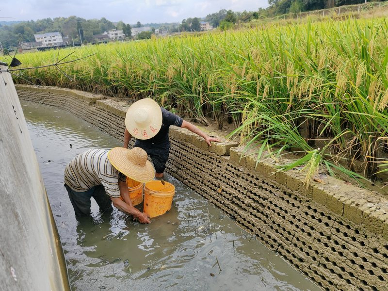 9月7日，務工村民正在遵義市播州區池坪生態農業園抓稻魚。