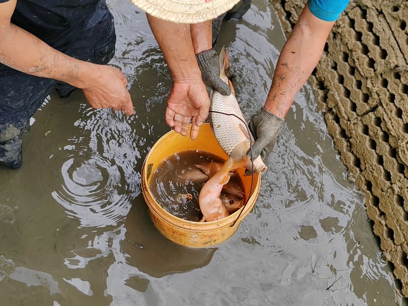 9月7日，播州區池坪生態農業園稻魚喜獲豐收。