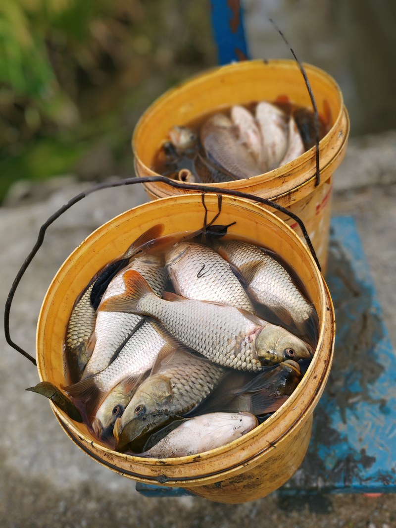 稻花魚。