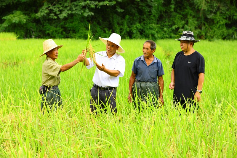 技术员（左一）和村民正在查看水稻长势。