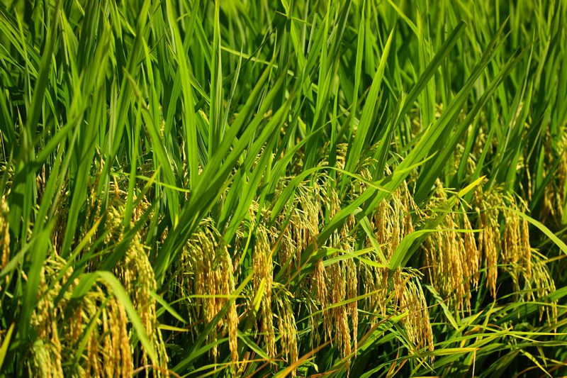 颗粒饱满的稻谷。