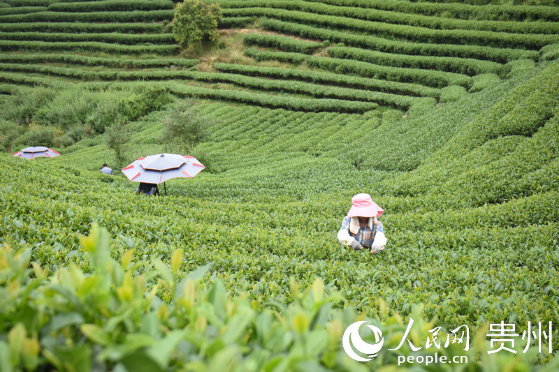 布央村茶园内，茶农正在采摘秋茶。人民网 王功孝摄