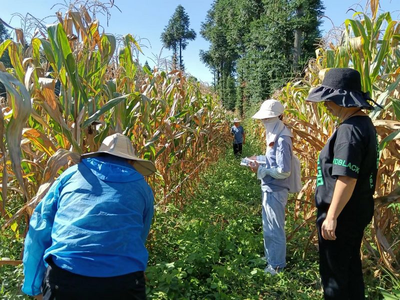 测产人员在大豆玉米复合带状种植地块量取样方（陈朝碧 摄）.jpg