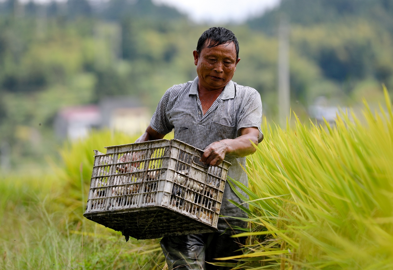 村民忙著搬運稻田魚。