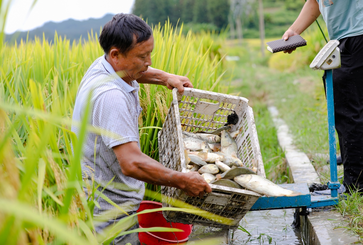 對稻田魚進行測產驗收。