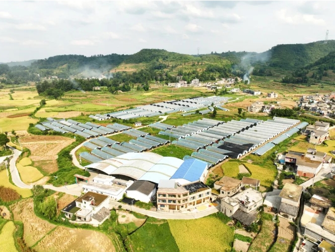 安底镇五龙村大棚基地。
