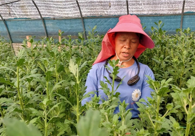 工人正在为菊花抹芽。