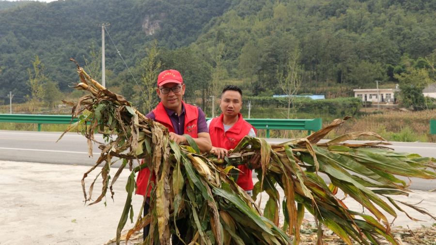 驻村工作队给村民收包谷杆。
