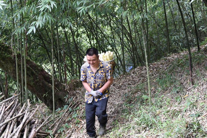 当地群众正在背运方竹笋。王华秦摄