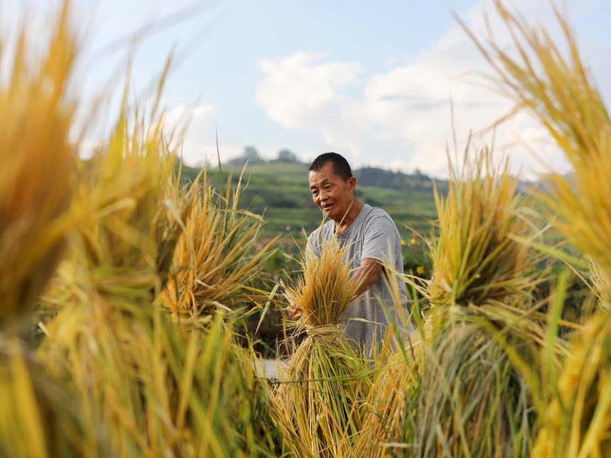 村民在田间捆稻草。