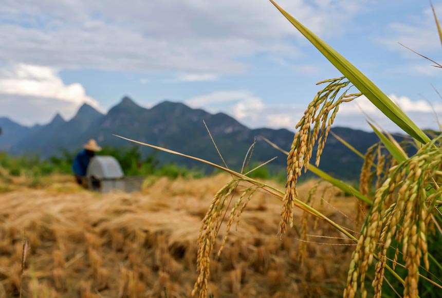 村民在收割稻谷。