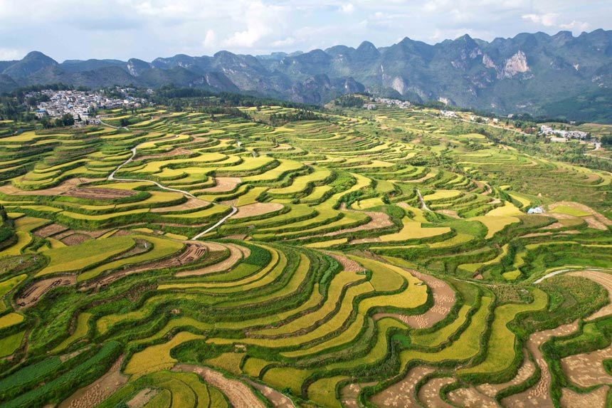罗甸县沫阳镇红星村的稻田。