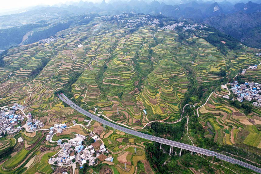 罗甸县沫阳镇红星村的稻田。