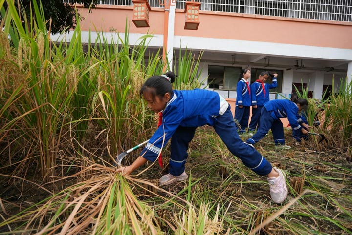 學生自己收割水稻。沈婷攝）