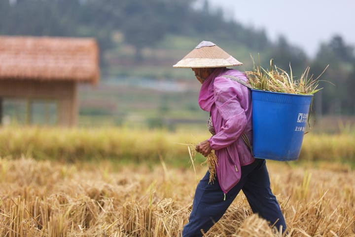 村民在稻田裡拾谷穗。