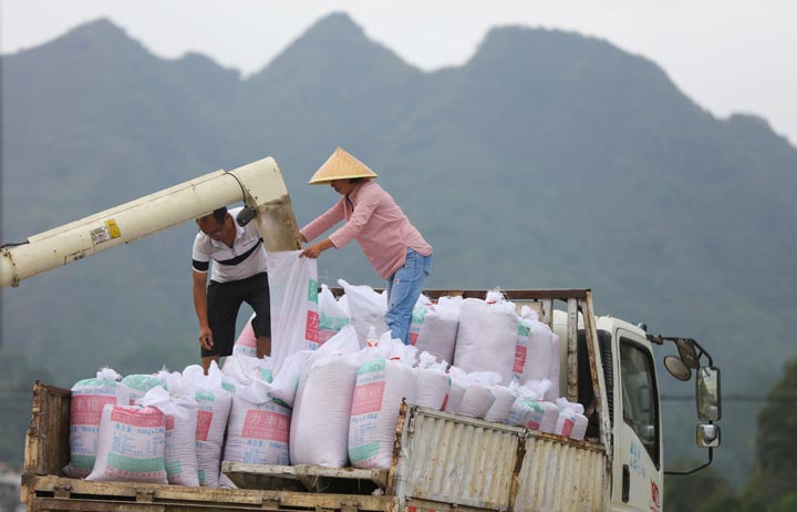 村民在给刚收割的稻谷装车。