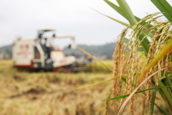 村民在駕駛收割機收割水稻。