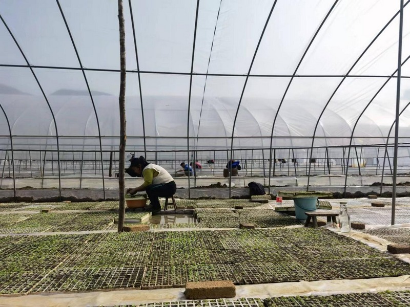 1 图为当地烟农们正在烟叶种植基地培种育苗.jpg
