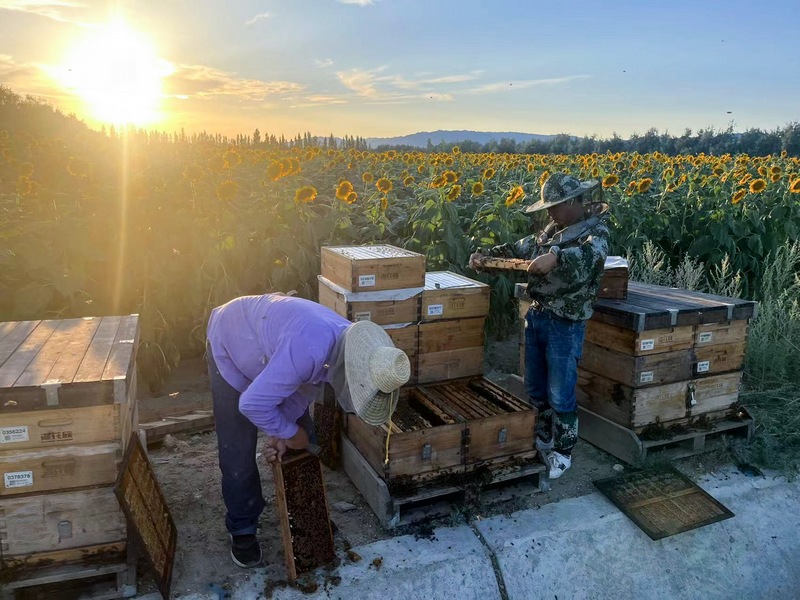 养蜂人收集蜂蜜。满帮集团供图.jpg