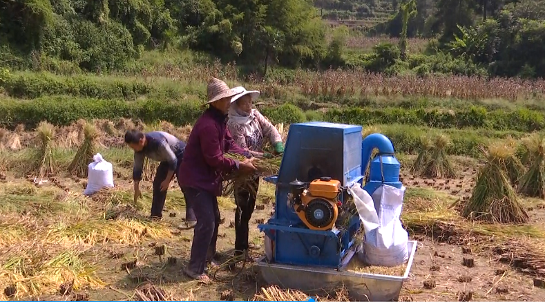 村民们正在收割稻谷。