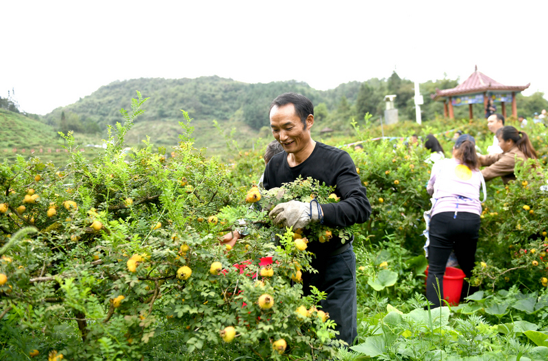 刺梨采摘大赛比赛现场。
