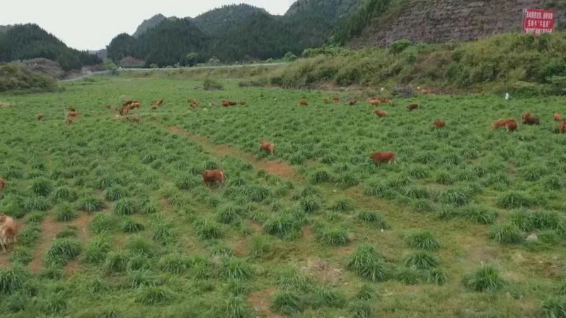 关岭牛保种育种基地。