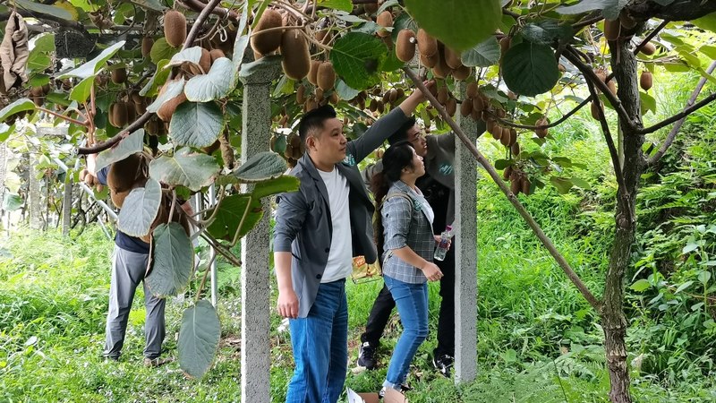 游客们正在树下采摘猕猴桃 刘珊珊 摄.jpg