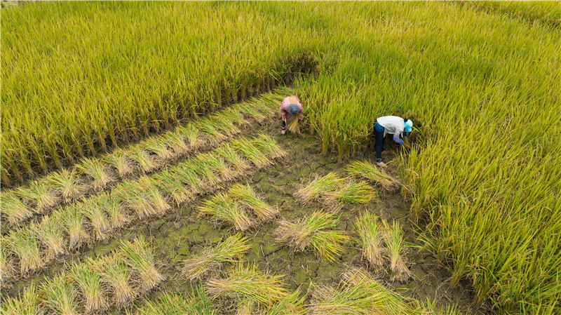 村民在兴义市万峰林景区里的稻田里收割水稻。叶顺强摄