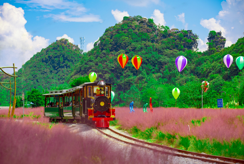 游客乘坐景区内小火车游览粉黛草。