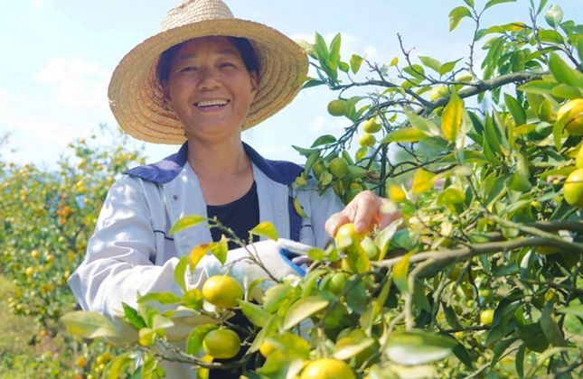 沿河：早熟柑橘喜丰收 采摘尝鲜正当时